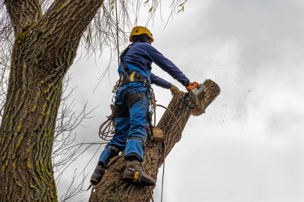 How Our Tree Care Process Works  in  Greenhills, OH