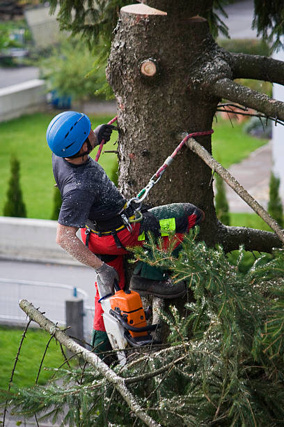 Best Palm Tree Trimming  in Greenhills, OH