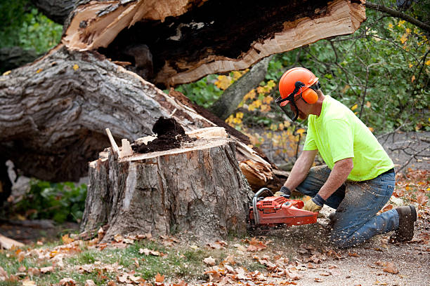 Lawn Renovation and Restoration in Greenhills, OH